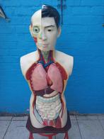 Anatomisch model van het menselijk lichaam uit de jaren 50, Ophalen, Gebruikt