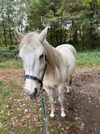 Prachtig palomino bont ruin, Dieren en Toebehoren, Ruin