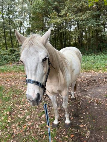 Prachtig palomino bont ruin beschikbaar voor biedingen