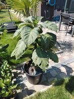 Brugmansia (Hortensia)