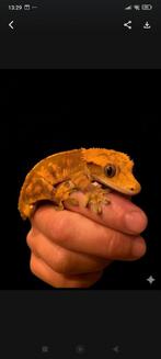 Gekko met compleet terrarium, Dieren en Toebehoren, Overige soorten, Met terrarium, 0 tot 2 jaar