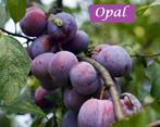 PRUIMELAARS: OPAL, CONDUCTA, R.CL.DORÉE, MIRABELLE, VICTORIA, Jardin & Terrasse, Printemps, Enlèvement, Plantes fruitières, Plante fixe