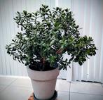 Mooie vetplant Crassula eigen kweek, Ophalen