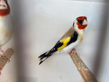 Distelvink mannen  beschikbaar voor biedingen