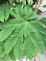 Exotische papierrijstplant, Tuin en Terras, Vaste plant, Overige soorten, Ophalen