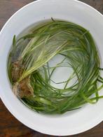 Plante d'aquarium Vallisneria