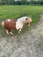 Merrie mini shetland, Merrie, A pony (tot 1.17m)
