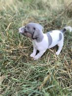 Jack russell pups, Dieren en Toebehoren, België, Jack Russell Terriër, CDV (hondenziekte), 8 tot 15 weken