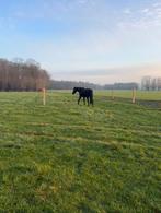 plaats op paddock paradise, Weidegang, 4 paarden of pony's of meer