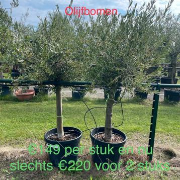 Olijfbomen olea europaea aan onklopbare prijzen! beschikbaar voor biedingen