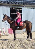 Knappe rustige ruin, Dieren en Toebehoren, Paarden, Ruin, Z