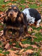 Engelse cocker pups, Dieren en Toebehoren, België, CDV (hondenziekte), 8 tot 15 weken, Meerdere