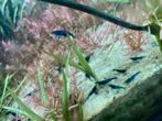 Neocaridina davidi blauwe droomgarnaal, Dieren en Toebehoren, Vissen | Aquariumvissen, Kreeft, Krab of Garnaal, Zoetwatervis