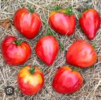 Bio Couer de boeuf tomatenplanten, Tuin en Terras, Planten | Tuinplanten, Ophalen of Verzenden
