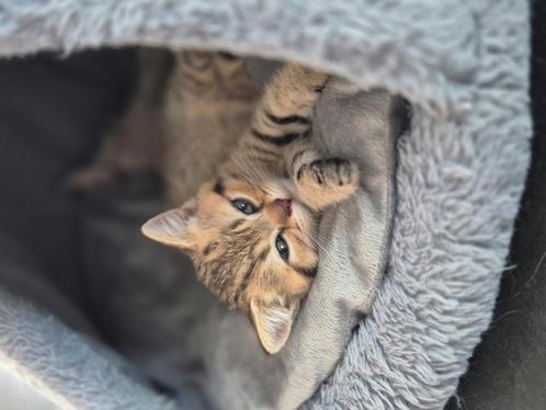 Britse korthaar kittens, Dieren en Toebehoren, Katten en Kittens | Raskatten | Korthaar, Meerdere dieren, 0 tot 2 jaar, Gechipt