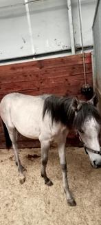 ARABIER, Dieren en Toebehoren, Paarden, Hengst, Met stamboom