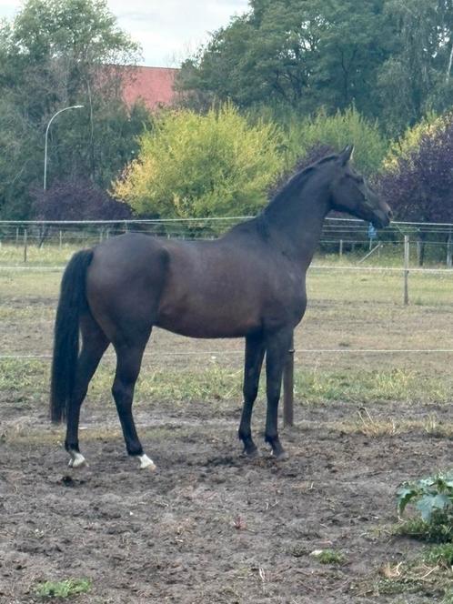 7 jarige ruin te koop, Dieren en Toebehoren, Paarden, Ruin, Onbeleerd, Minder dan 160 cm, 7 tot 10 jaar, Springpaard, Met stamboom