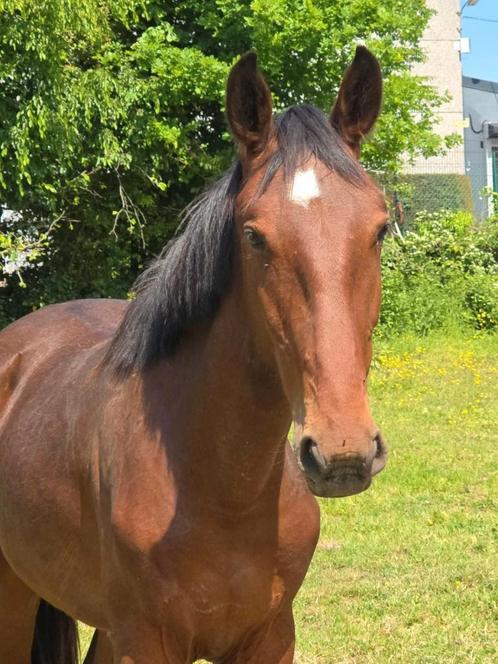 Monzon sitte / kato tz hengst 2 jaar, Dieren en Toebehoren, Paarden, Hengst, Springpaard