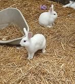 Super schattige jonge konijntjes!