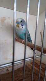 Grasparkieten blackwings