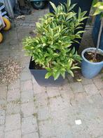 citrus, Tuin en Terras, Ophalen