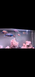 Cichlidés, Animaux & Accessoires, Poissons | Poissons d'aquarium