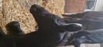 Poulain sport te boeken, Dieren en Toebehoren, Paarden, Springpaard, Minder dan 160 cm, Gechipt, 0 tot 2 jaar