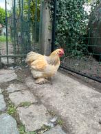 Cochin kriel haantje, Dieren en Toebehoren, Pluimvee, Mannelijk, Kip