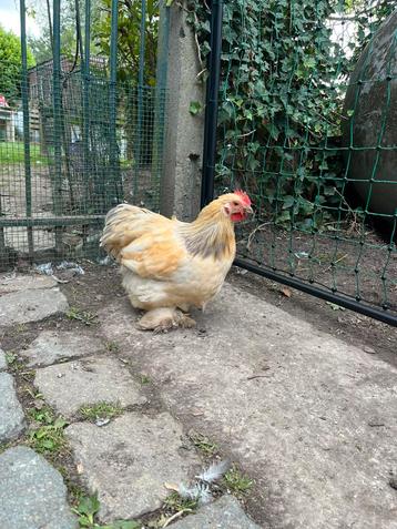 Cochin kriel haantje beschikbaar voor biedingen