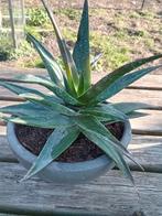 Aloë Vera Keramische pot, Tuin en Terras, Ophalen