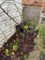 A donner, 4 rosiers grimpants, Annuelle, Été, Enlèvement, Plantes grimpantes