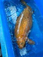 65 cm chagoi koi, Dieren en Toebehoren, Vissen | Vijvervissen, Karper of Koi