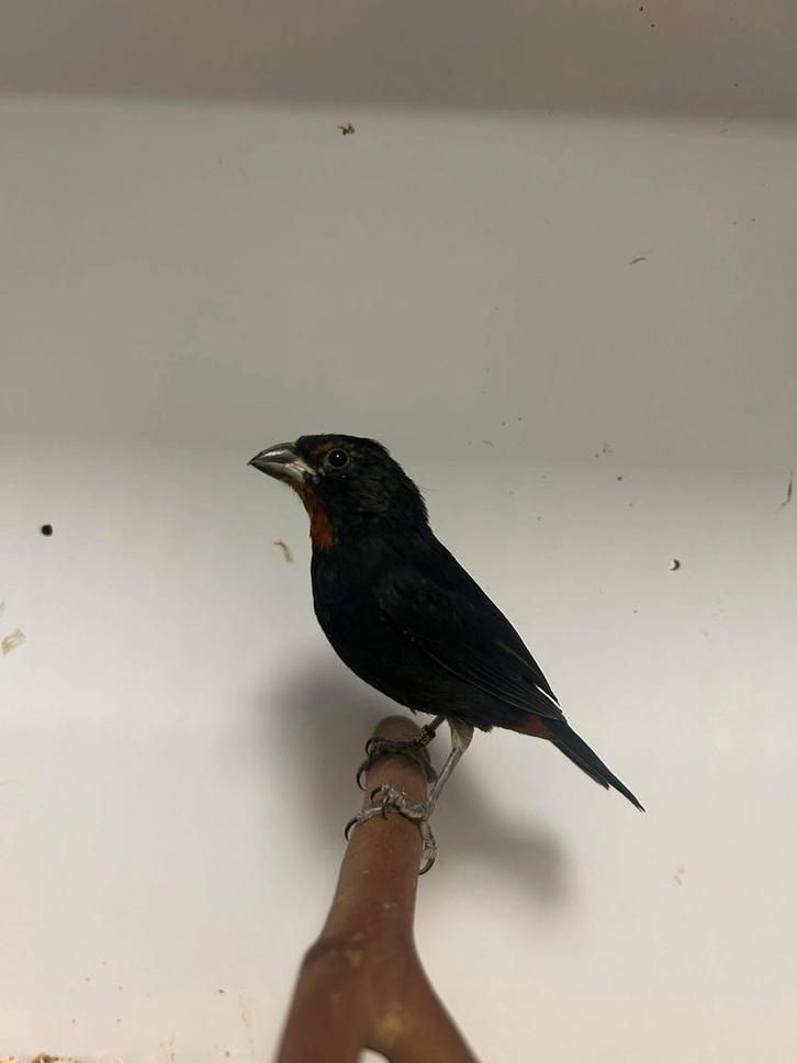 2-2 antillendikbekje (Loxigilla noctis in nl, Dieren en Toebehoren, Vogels | Overige Vogels, Tropenvogel, Meerdere dieren