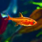 Vuur Tetra. Locatie Heerlen, Dieren en Toebehoren, Vis, Zoetwatervis, Schoolvis