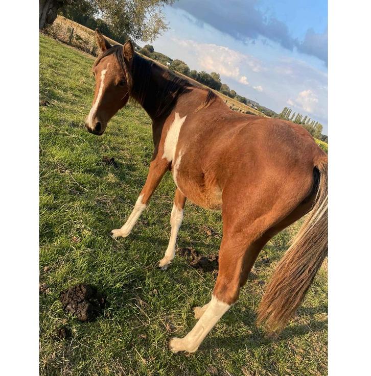 Jaarling merrie v reddy wally zangersheide papier, Dieren en Toebehoren, Pony's, Merrie