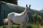 Appaloosa ruin 3 jaar, Dieren en Toebehoren, Paarden, Ruin, Onbeleerd, Gechipt, 3 tot 6 jaar