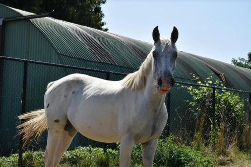 Appaloosa ruin 3 jaar, Dieren en Toebehoren, Paarden, Ruin, Onbeleerd, 3 tot 6 jaar, Gechipt, Ontwormd