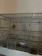 Chardonnerets, Animaux & Accessoires, Mâle, Oiseau tropical