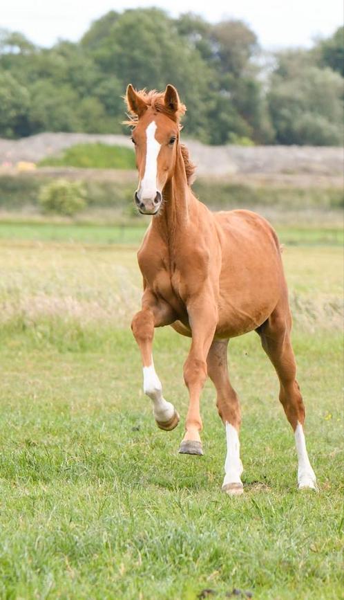 Ulegro – Talentvolle KWPN hengst jaarling v. Nalegro, Dieren en Toebehoren, Paarden, Hengst, Niet van toepassing, 160 tot 165 cm