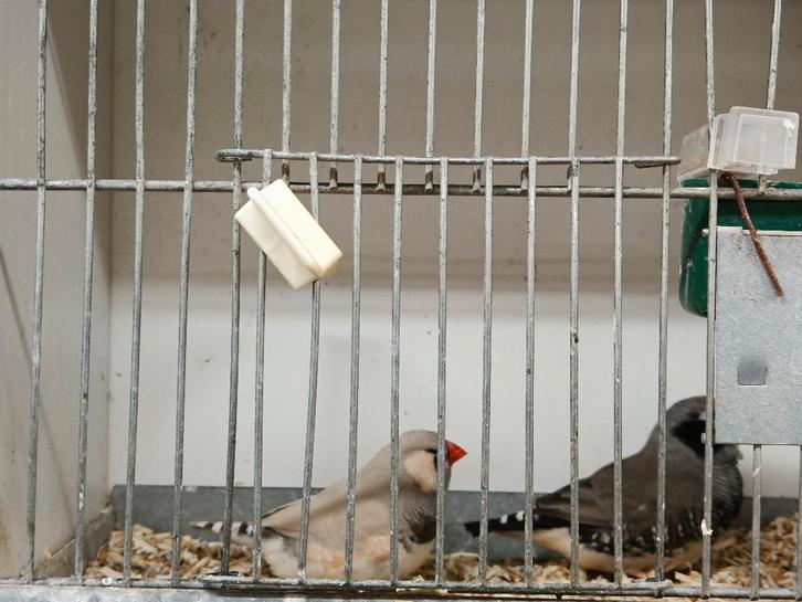 zebravink bleekrug,zwartwang/charcoal,pastel bleekrug, Dieren en Toebehoren, Vogels | Overige Vogels, Tropenvogel, Meerdere dieren