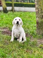 Belgische Labrador pupjes te koop, Dieren en Toebehoren, België, CDV (hondenziekte), 8 tot 15 weken, Labrador retriever