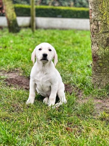 Belgische Labrador pupjes te koop  beschikbaar voor biedingen