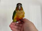 pyrrhura's om tam te maken, Dieren en Toebehoren, Vogels | Parkieten en Papegaaien, Meerdere dieren, Parkiet, Geringd