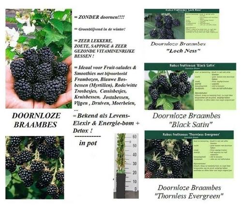 Plantes de mûres sans épines (persistant vert) : 5 pour 20€, Jardin & Terrasse, Plantes | Jardin, Plante fixe, Plantes fruitières