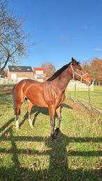 11jarige zangersheide merrie, Dieren en Toebehoren, Paarden, Merrie, Springpaard, Gechipt, Zadelmak