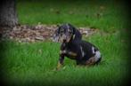 Teckel pups korthaar, Dieren en Toebehoren, Honden | Teckels en Dashonden, België, CDV (hondenziekte), 8 tot 15 weken, Korthaar