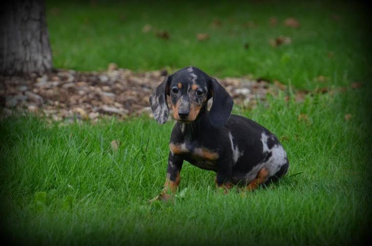 Teckel pups korthaar, Dieren en Toebehoren, Honden | Teckels en Dashonden, Meerdere dieren, Korthaar, Fokker | Professioneel, Meerdere