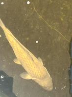 Japanse koi chagoi 25 cm, Dieren en Toebehoren
