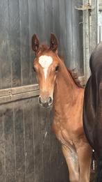 Veulen, Dieren en Toebehoren, Hengst, Niet van toepassing, Springpaard, Gechipt