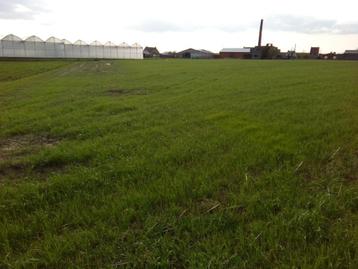 Ardooie, Te Huur in seizoenpacht: 1,6 ha land/tuinbouwgrond beschikbaar voor biedingen